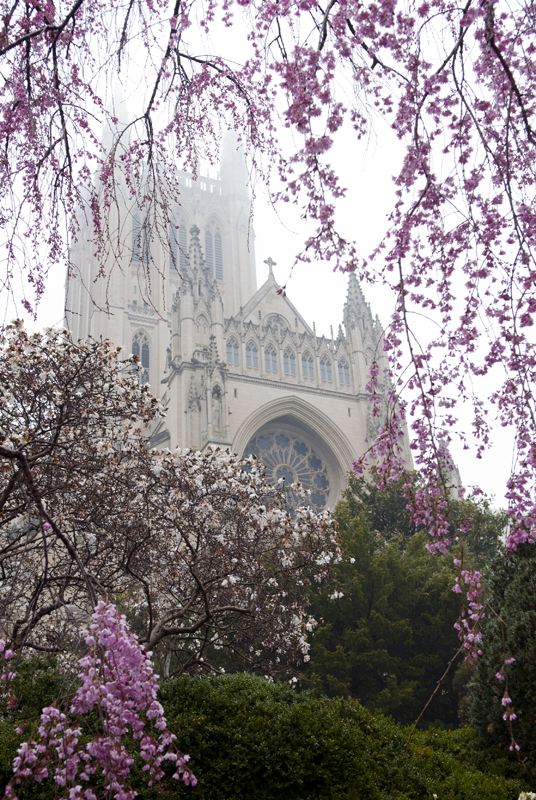 A photograph taken before the Washington National Cathedral was damaged by an earthquake show spring blooms framing a fog-enshrouded tower.