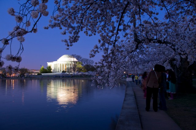 A dusk shot of the Jefferson Memorial framed by cherry blossoms.