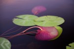 Lily pads in the Okavango Delta in Botswana.