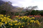 pincushion proteas in Cape Town
