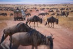 wildebeests in Tanzania