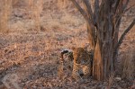 leopard in Zambia