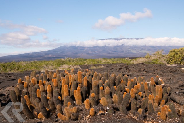 Lava cactus and landscape in Fernandina