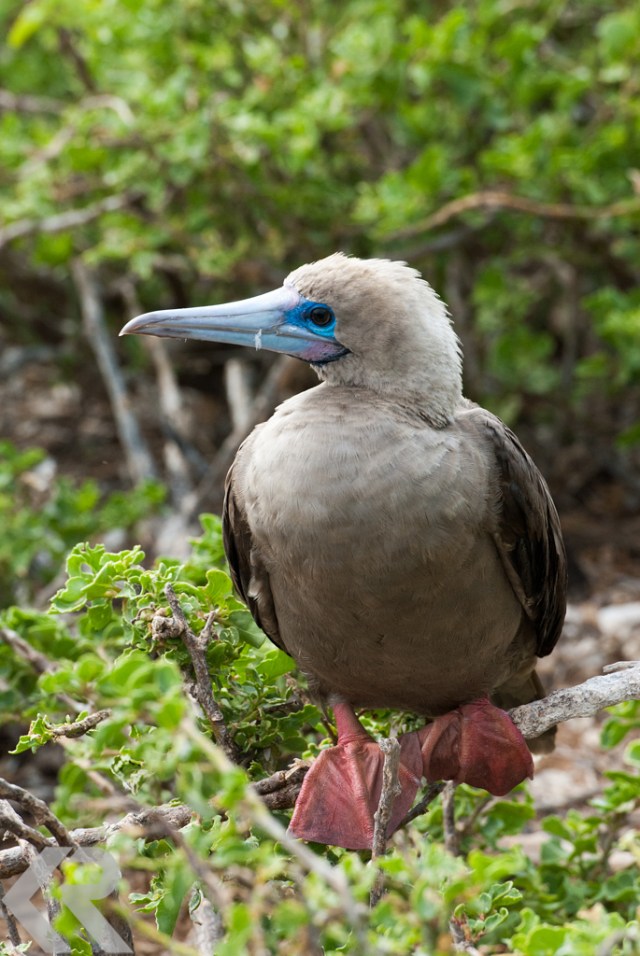 A red footed booby on Genovesa Island