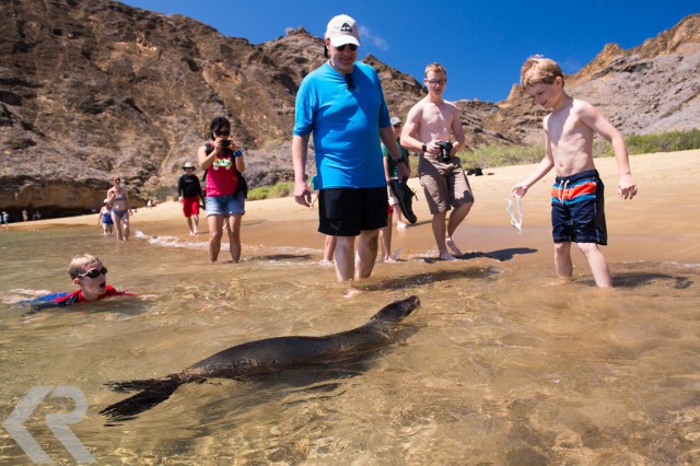 A sea lion approaches people on a beach.