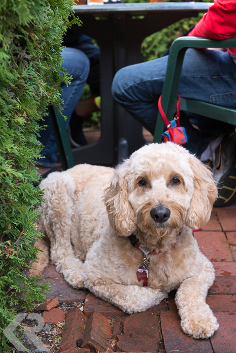 A dog at a pub in Salem, Oregon.