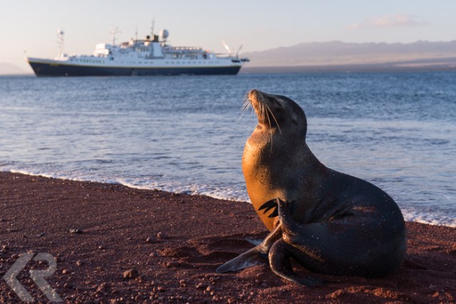 Galapagos sea lion at sunset