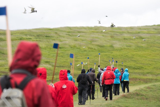 Picture of hikers on Vigur Island in Iceland
