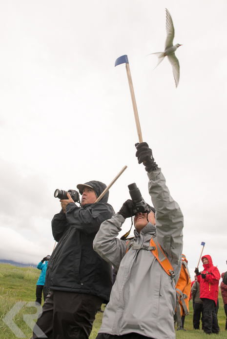 Picture of people distracting Arctic terns in Icleand