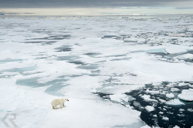 krista-rossow-polar-bear-arctic