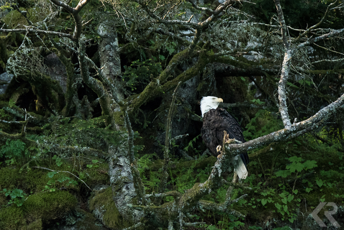 krista-rossow-alaska-expedition-inian-islands-4