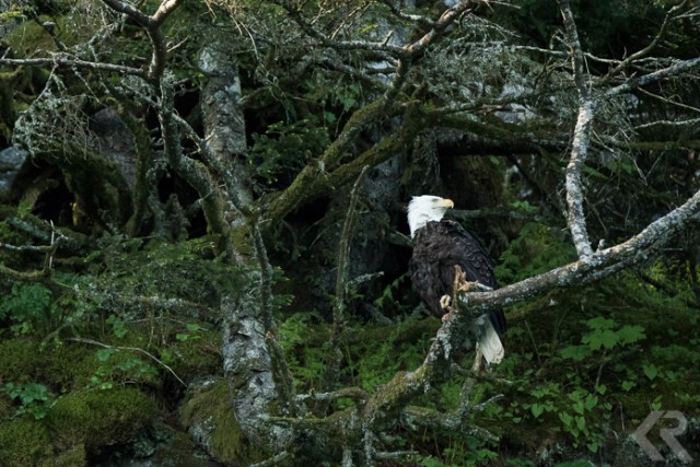 krista-rossow-alaska-expedition-inian-islands-4