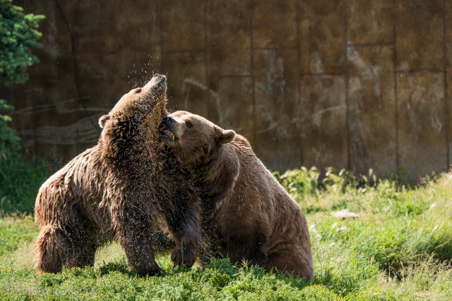 Krista-Rossow-Montana-Grizzly-Encounter