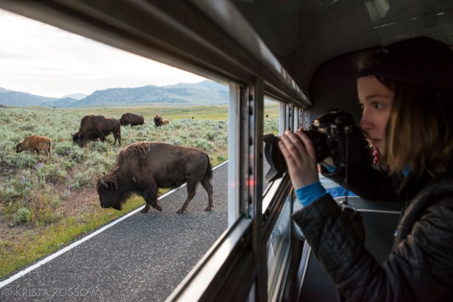 Krista-Rossow-Yellowstone-bison-jam