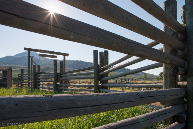 Krista-Rossow-Yellowstone-Lamar-Buffalo-Ranch