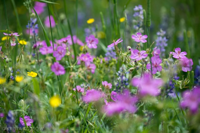 Krista-Rossow-Yellowstone-Lamar-Valley-wildflowers