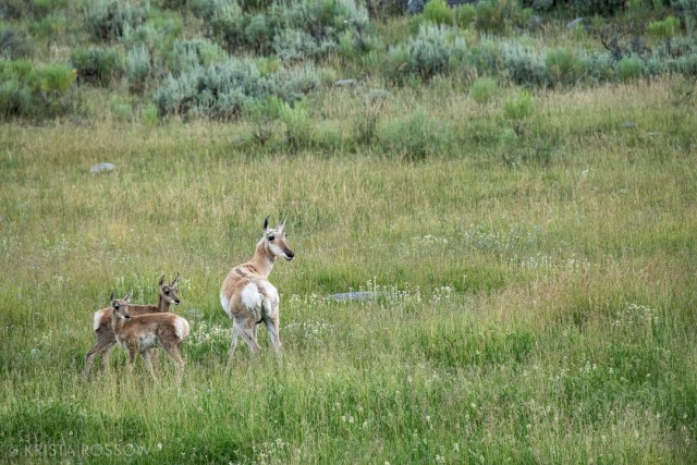 Krista-Rossow-Yellowstone-pronghorn-babies