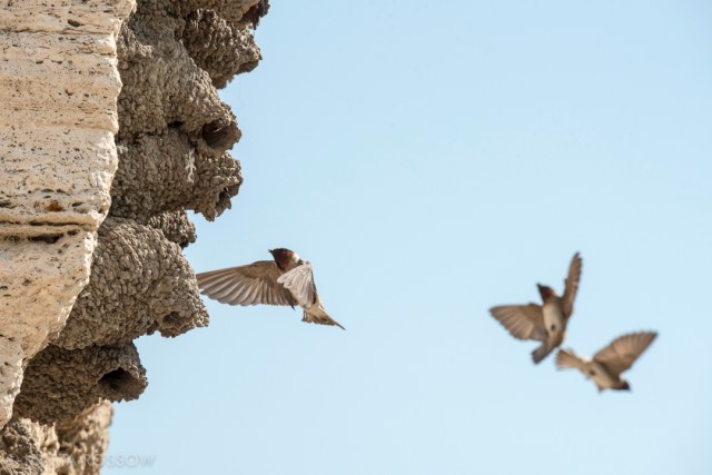 Krista-Rossow-Yellowstone-swallows