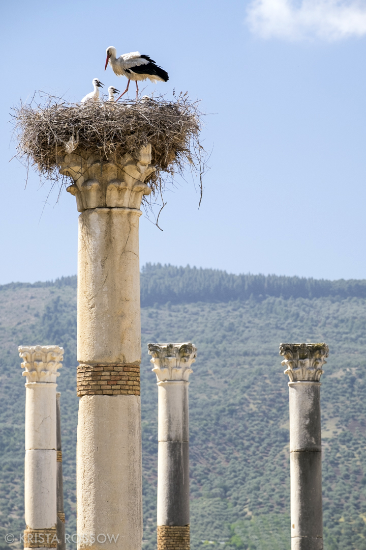 krista-rossow-morocco-volubilis-cranes-columns
