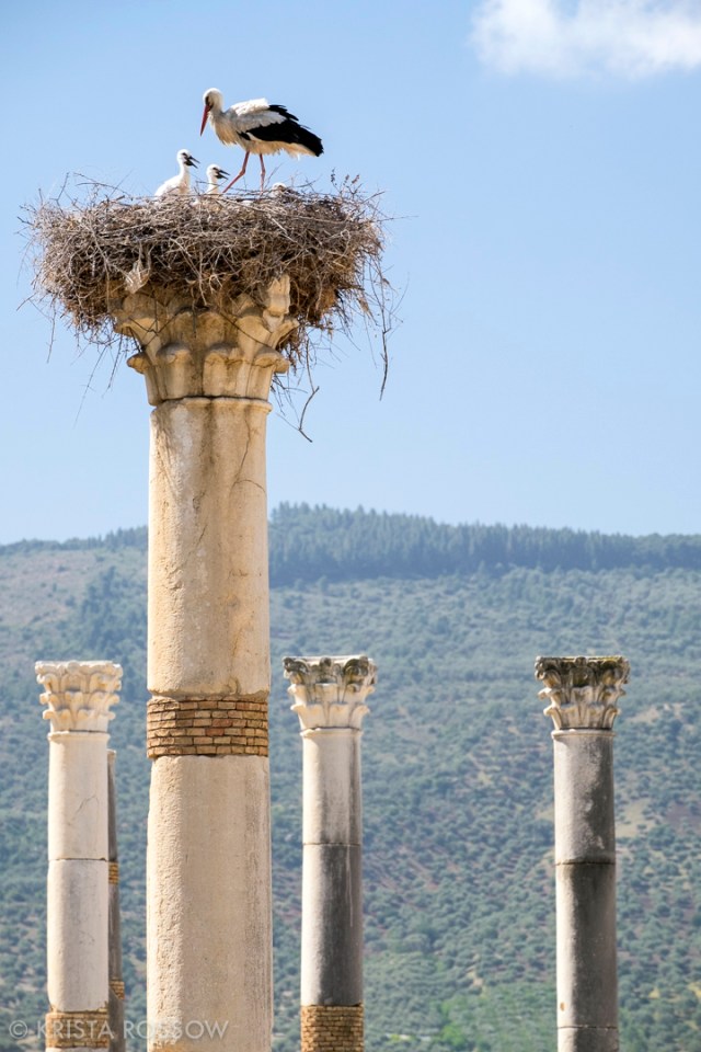 krista-rossow-morocco-volubilis-cranes-columns