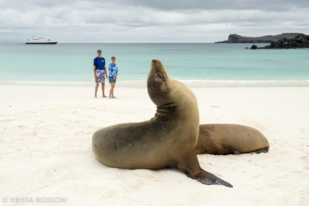 18-krista-rossow-galapagos-sea-lions