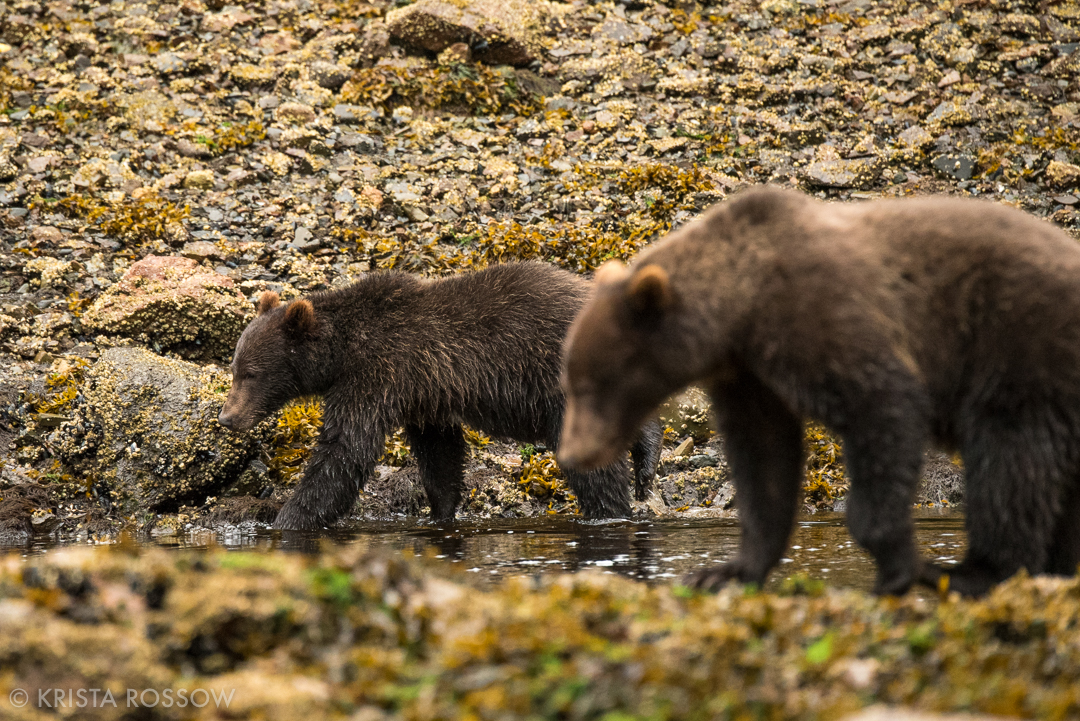 krista-rossow-alaska-photography-brown-bears-pavlof