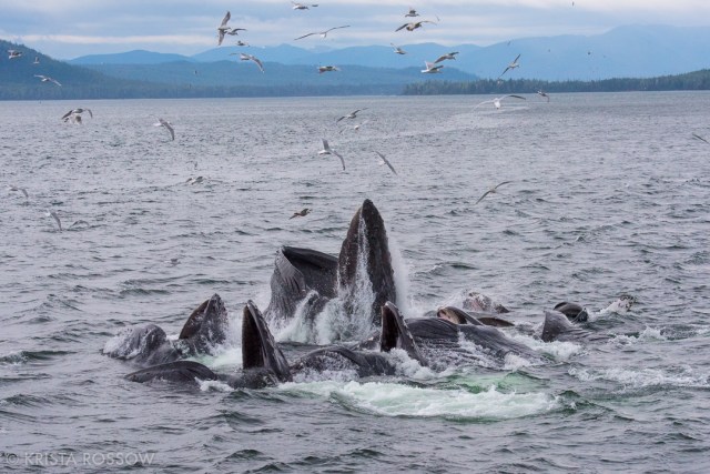 krista-rossow-alaska-photography-whales-feeding