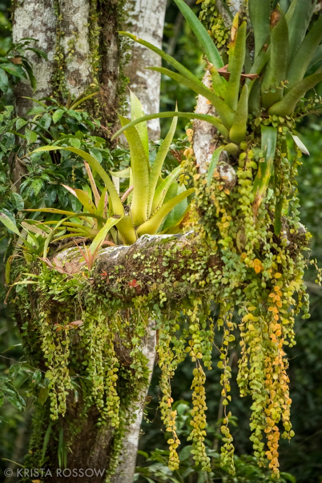 10-Krista-Rossow-Peru-Amazon-bromeliads
