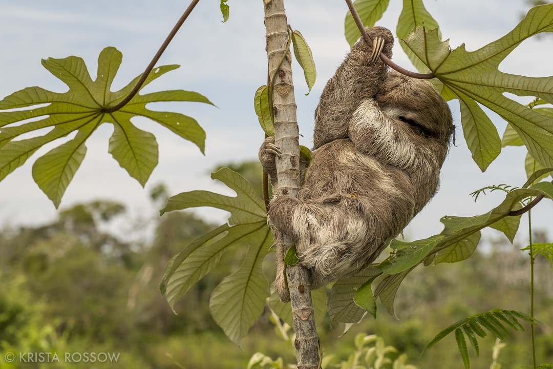 11-Krista-Rossow-Peru-Amazon-baby-sloth