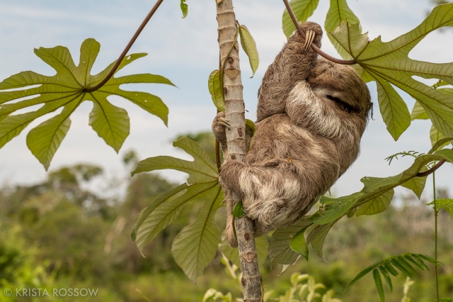 11-Krista-Rossow-Peru-Amazon-baby-sloth