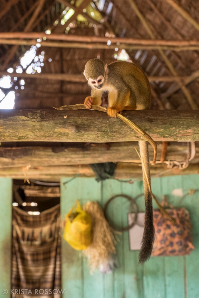 15-Krista-Rossow-Peru-Amazon-squirrel-monkey
