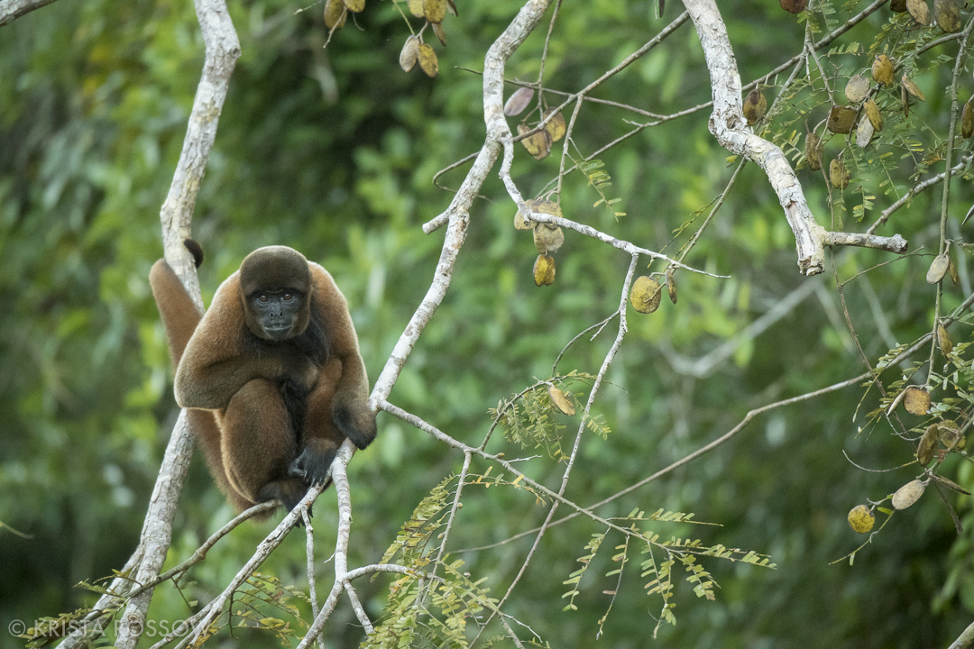 3-Krista-Rossow-Peru-Amazon-woolly-monkey