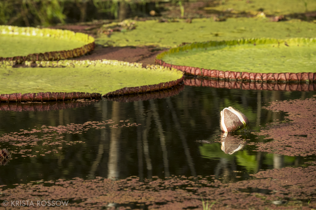 4-Krista-Rossow-Peru-Amazon-victoria