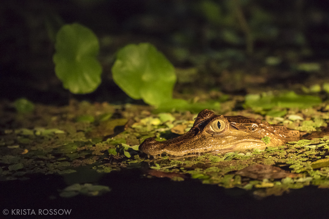 7-Krista-Rossow-Peru-Amazon-caiman