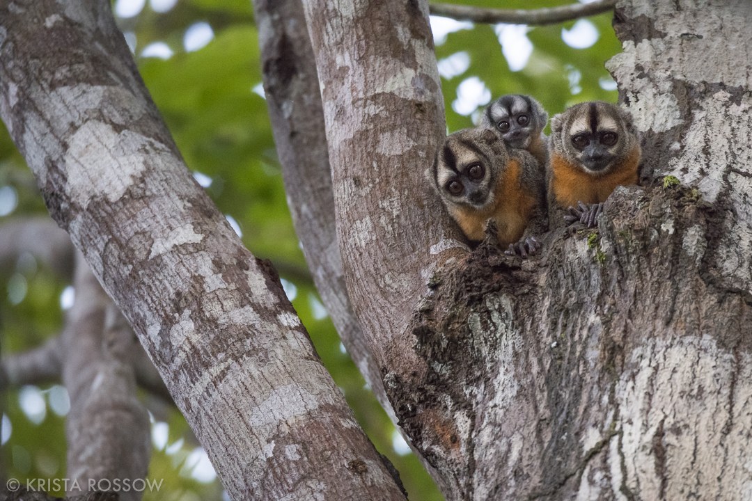 8-Krista-Rossow-Peru-Amazon-night-monkeys