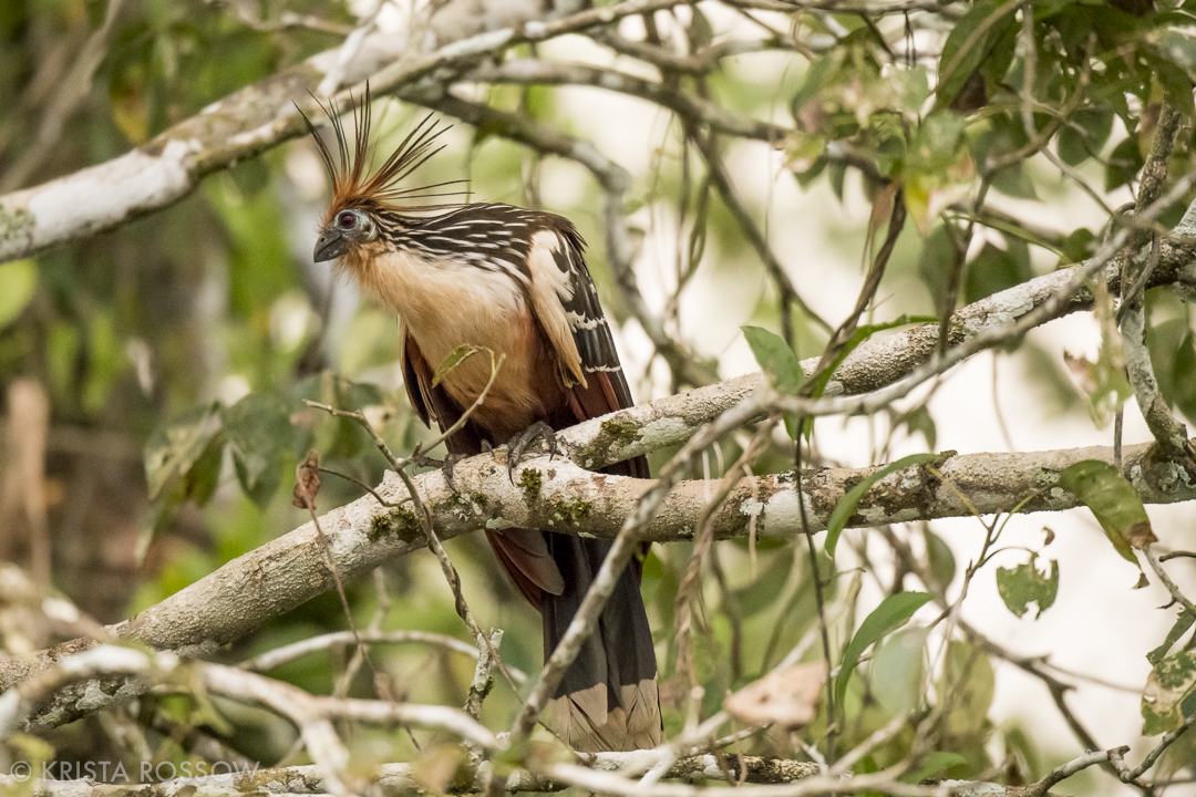 9-Krista-Rossow-Peru-Amazon-hoatzin