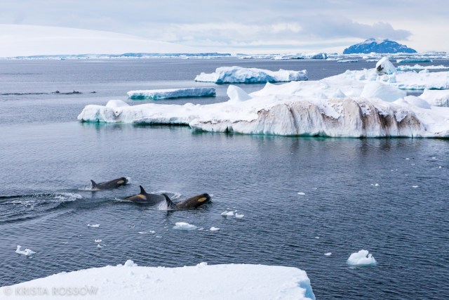 krista-rossow-antarctica-photography-orcas