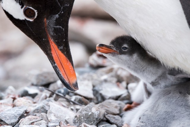 krista-rossow-antarctica-photography-penguin-chick
