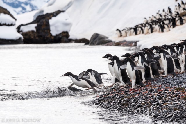 krista-rossow-antarctica-photography-penguins-diving
