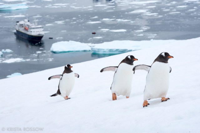 krista-rossow-antarctica-photography-penguins-ship