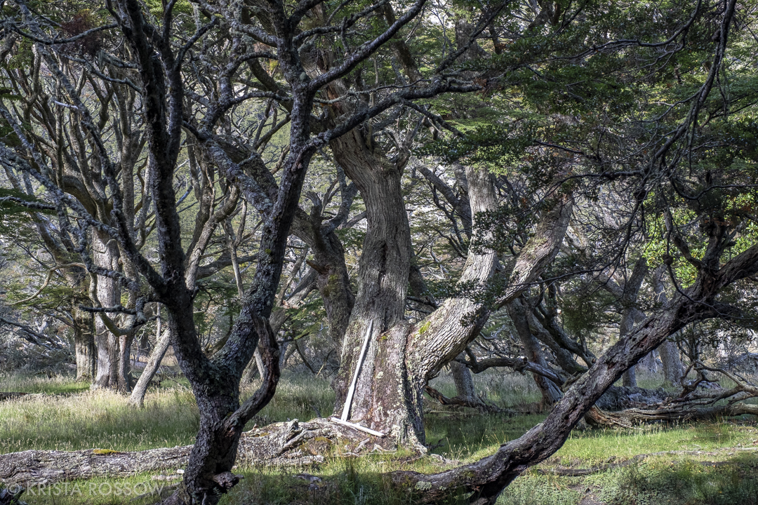 krista-rossow-chilean-patagonia-karukinka-trees