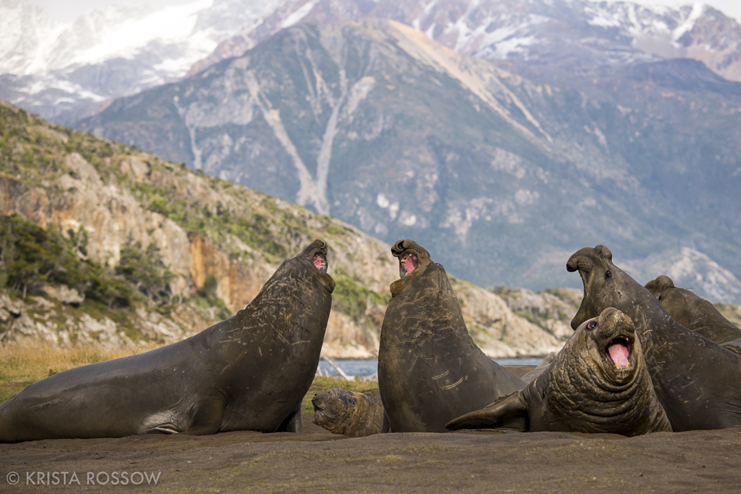 krista-rossow-chilean-patagonia-karukinka