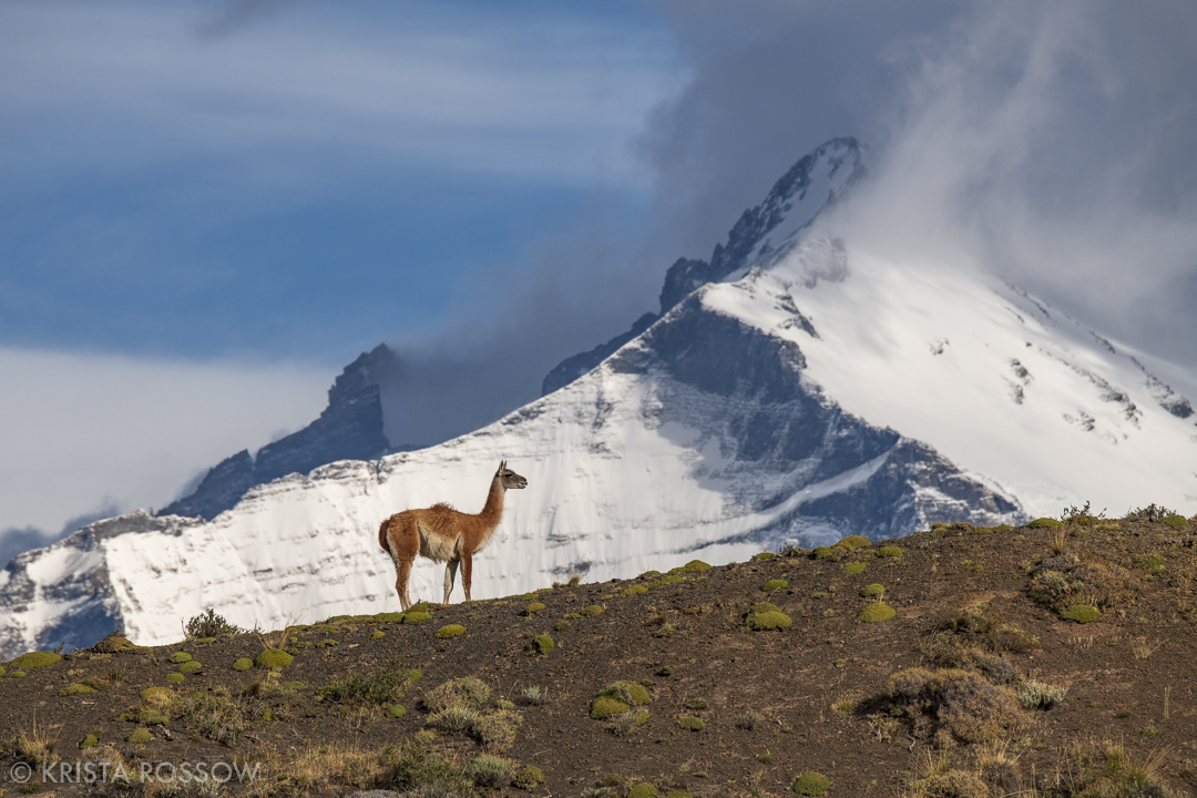 krista-rossow-chilean-patagonia-torres-guanaco