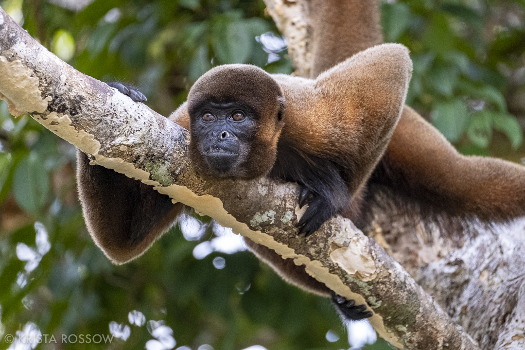 02-krista-rossow-peru-amazon-wooly-monkey