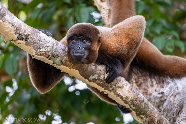 02-krista-rossow-peru-amazon-wooly-monkey
