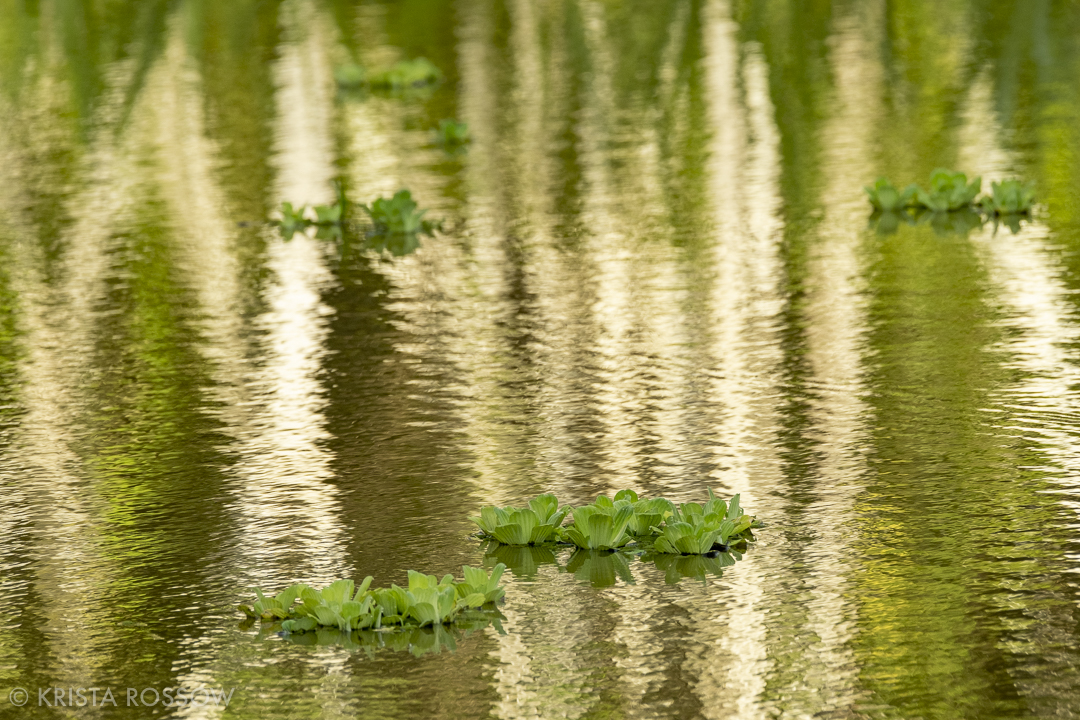 03-krista-rossow-peru-amazon-reflection