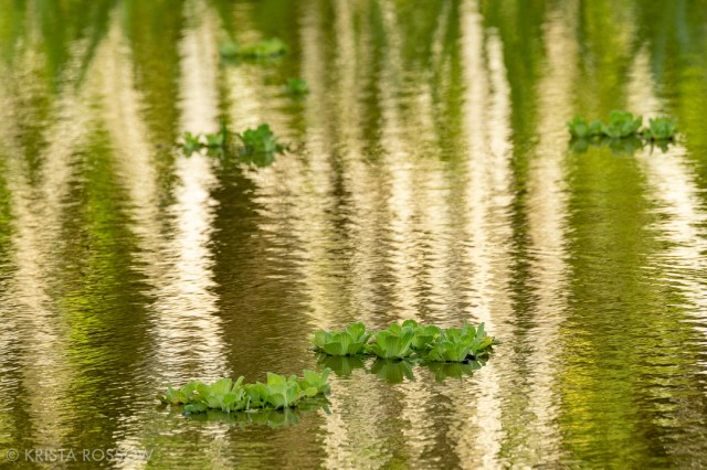03-krista-rossow-peru-amazon-reflection