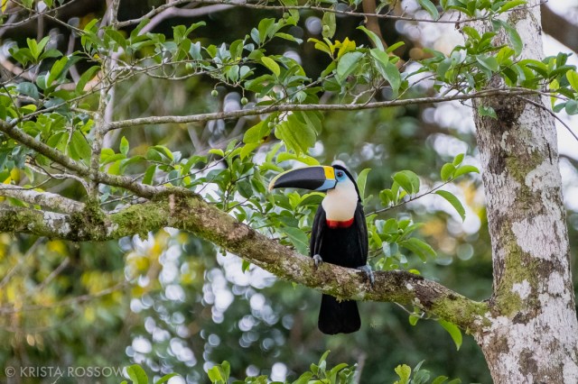 04-krista-rossow-peru-amazon-toucan