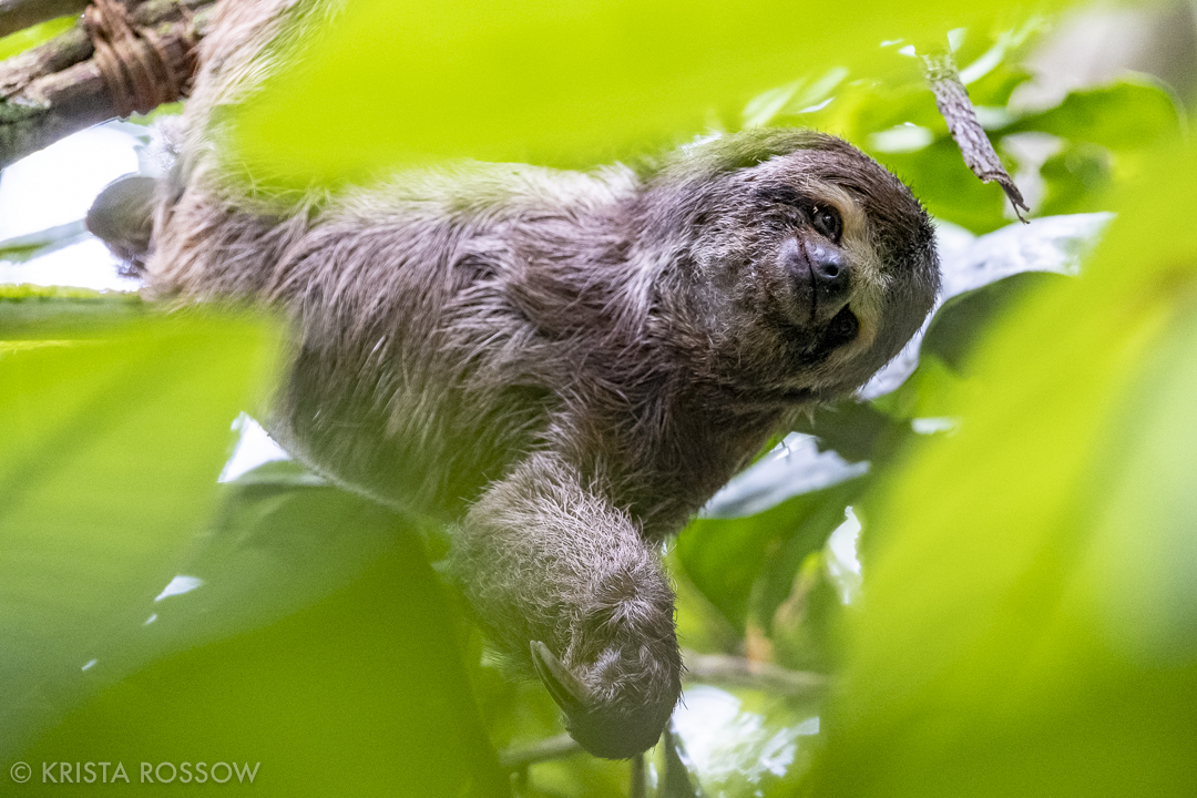 07-krista-rossow-peru-amazon-sloth