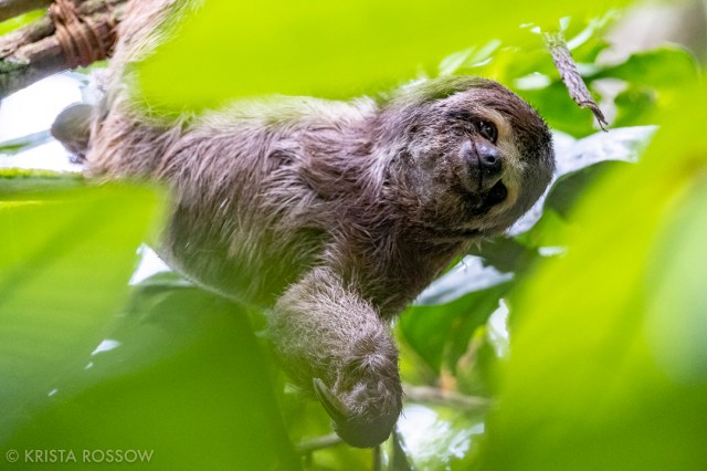 07-krista-rossow-peru-amazon-sloth